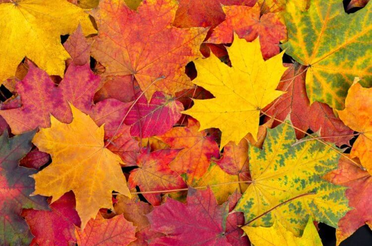 Почему осенью желтеют листья деревьев. Листья окрашиваются в разные цвета из-за вырабатываемых пигментов. Фото.