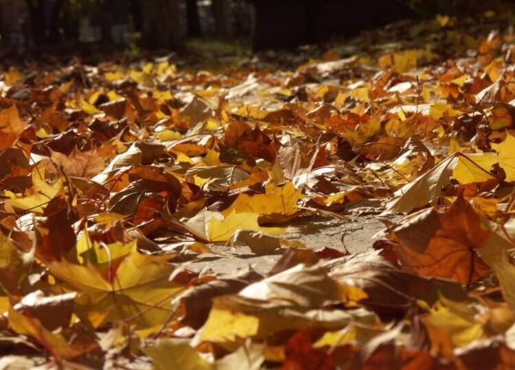 Осенние листья являются хорошим удобрением. Опавшие листья делают почву более плодородной. Фото.