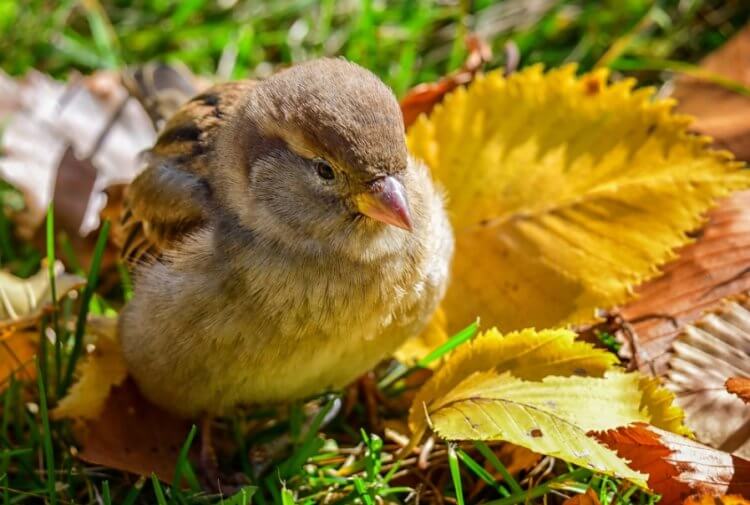 Осенние листья помогают животным. Опавшие листья косвенно приносят пользу даже птицам. Фото.