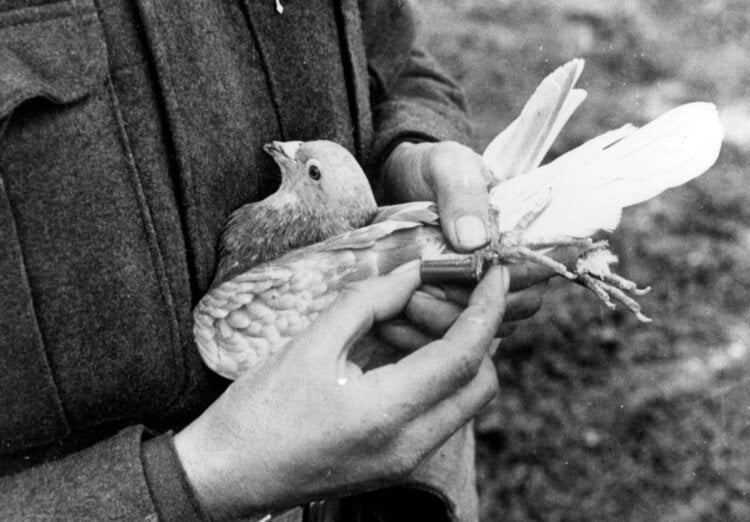 Как работала голубиная почта. В свое время птицы были настоящими героями. Фото.