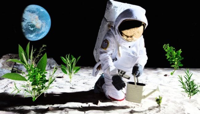 В 2025 году человечество начнет выращивать растения на Луне? Фото.