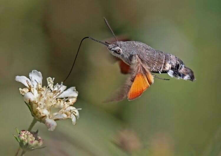 Языкан обыкновенный — насекомое-колибри. Языкан обыкновенный. Фото.