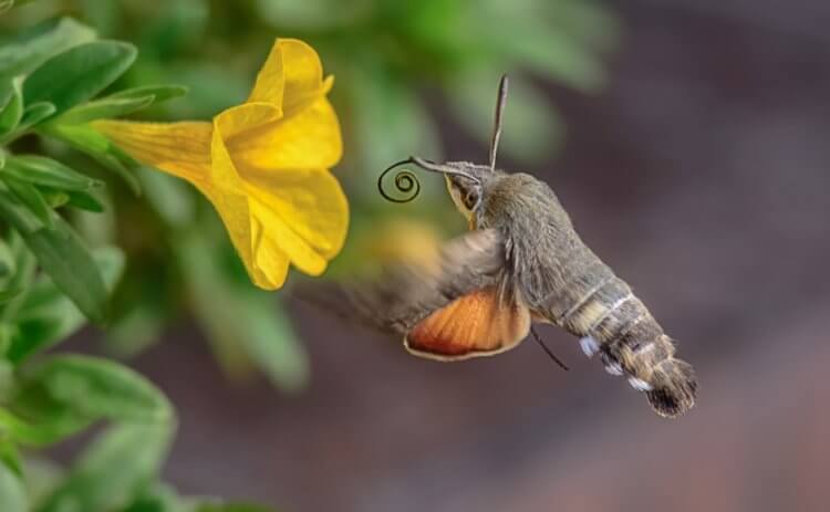 Языкан обыкновенный — насекомое-колибри. Насекомое-колибри под немного другим ракурсом. Фото.