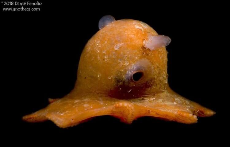 Осьминог Думбо — обитатель глубин, похожий на покемона. Детеныш осьминога Думбо. Фото.