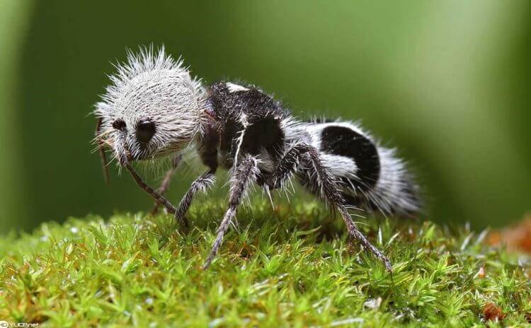 Муравей-панда — пушистые осы без крыльев. Муравей-панда Euspinolia militaris. Фото.
