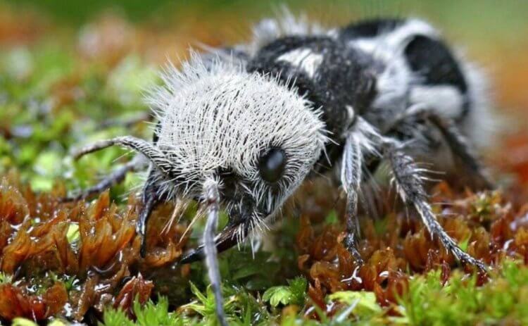 Муравей-панда — пушистые осы без крыльев. Похожие на панд осы выглядят устрашающе. Фото.