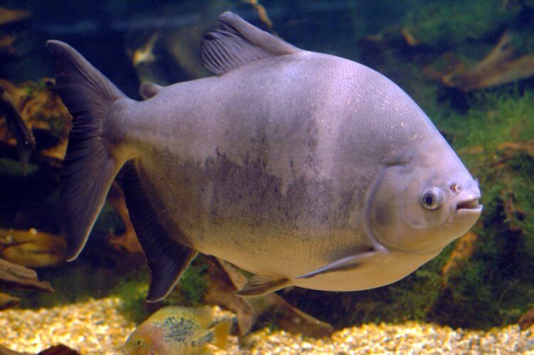 Бурый паку — рыба с зубами человека. Рыба паку похожа на пиранью. Фото.