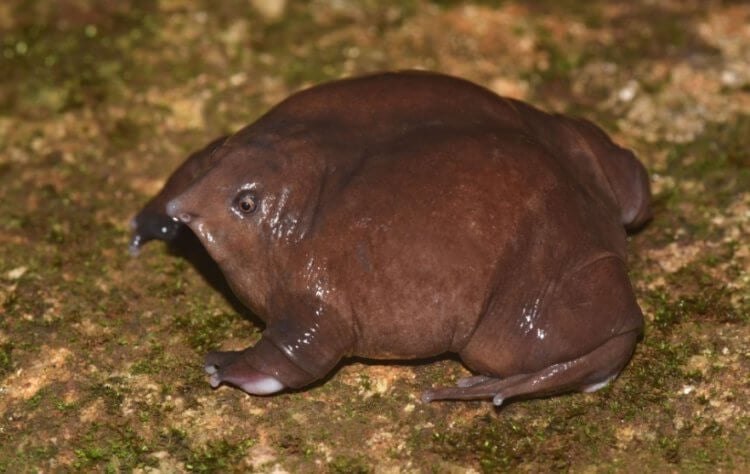 Пурпурная лягушка — самая странная в мире. Пурпурная лягушка выглядит крайне необычно. Фото.