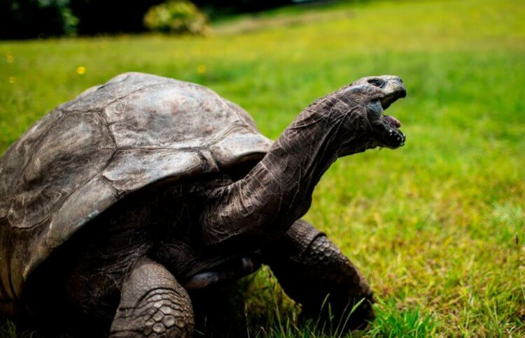 Эти существа могут жить столетиями: 5 самых долгоживущих животных. Гигантская сейшельская черепаха, возраст который составляет около 190 лет. Фото.