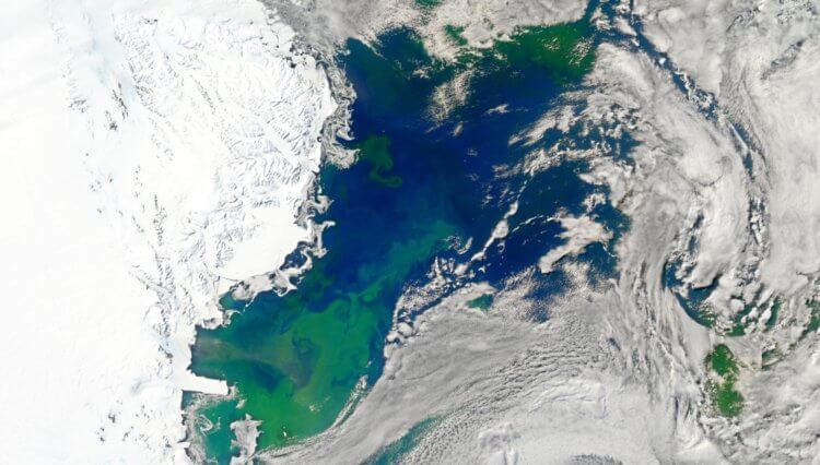 Как фитопланктон живет подо льдом. Цветение фитопланктона в Антарктиде, зафиксированное спутником. Фото.