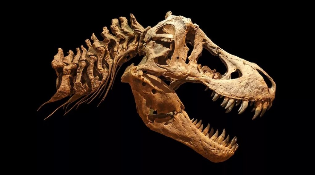 lt;pgt;Тираннозавр Рекс, пожалуй, один из самых известных динозавров. Это огромный двуногий хищник, который передвигался только на двух задних лапах, так как передние у него были короткими. Он обитал в западной части Северной Америки примерно 96 миллионов лет назад, то есть в поздний Меловой период. Его размеры действительно впечатляют - в длину динозавр достигал 12 метров, а в высоту - 4 метра. Животное весило в среднем около 7 тонн, а масса самого тяжелого известного науке тирекса достигала почти 9 тонн. Но кто сказал, что “самый большой, известный науке” равно “самый большой в природе”? Таким вопросом задались палеонтологи из Канадского музея природы в Оттаве и провели исследование, результаты которого оказались весьма неожиданными.