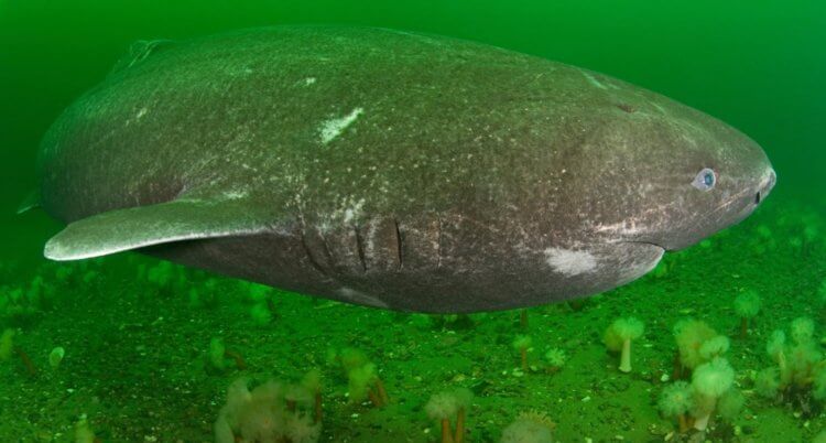 Гренландский кит. Гренландская акула по некоторым данным может прожить более 500 лет. Фото.