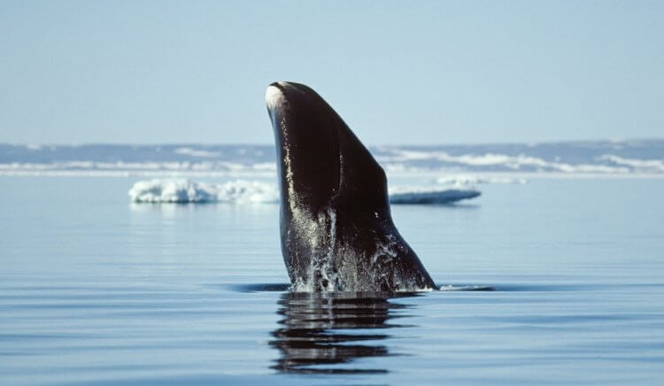 Гигантская сейшельская черепаха. Гренландский кит может прожить более 200 лет. Фото.