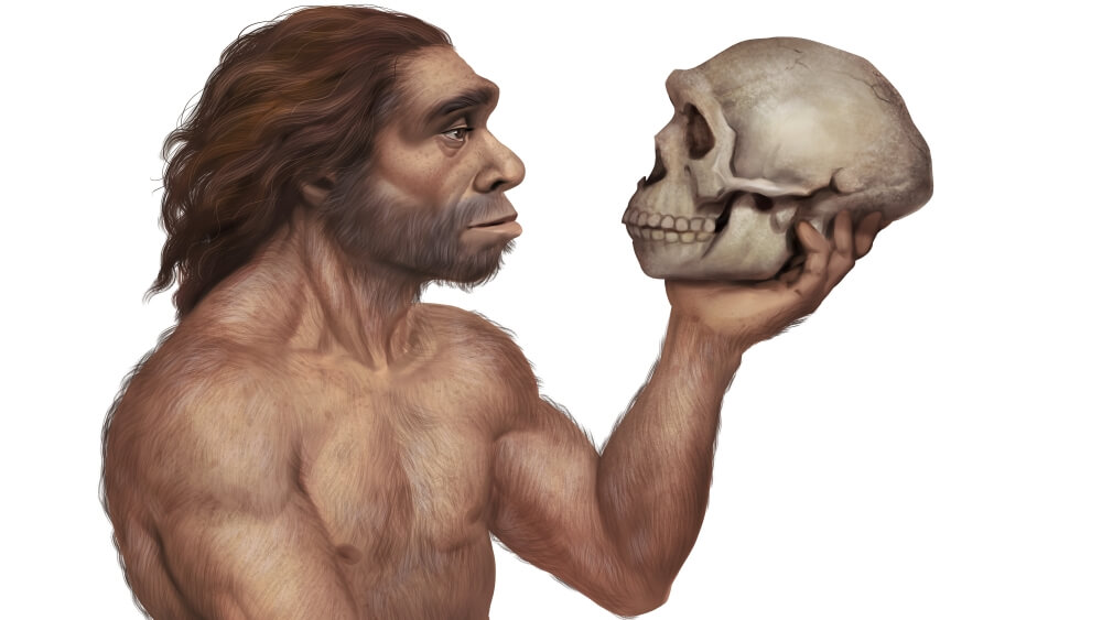 Неандерталец и современный человек — что известно о геноме. Каждый современный человек имеет до 4% генома неандертальцев. Фото.