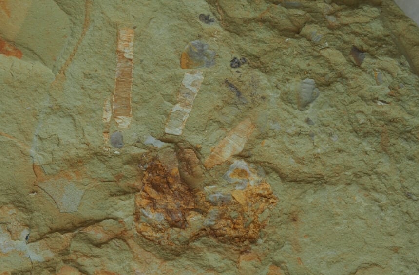 Окаменелости кембрийского периода. Окаменелости древних существ редко содержат мягкие ткани. Фото.