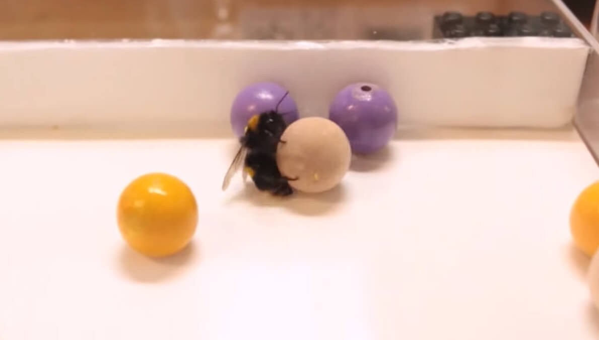 Пчелы любят играть с игрушками?