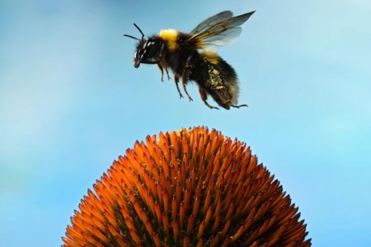 Пчелы любят играть с игрушками? Желтохвостый шмель, или большой земляной шмель обладает удивительно развитыми когнитивными способностями. Фото.