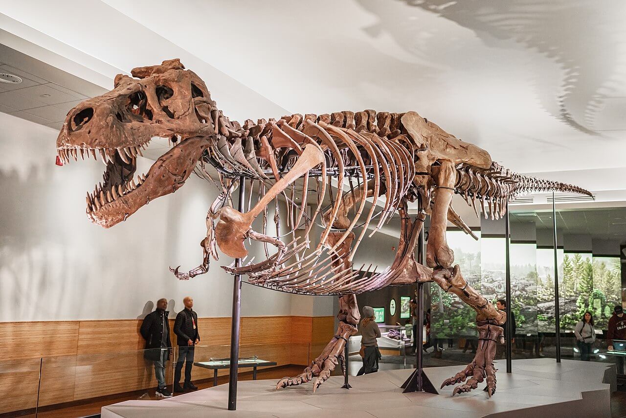 T REX lt;pgt;Тираннозавр Рекс, пожалуй, один из самых известных динозавров. Это огромный двуногий хищник, который передвигался только на двух задних лапах, так как передние у него были короткими. Он обитал в западной части Северной Америки примерно 96 миллионов лет назад, то есть в поздний Меловой период. Его размеры действительно впечатляют - в длину динозавр достигал 12 метров, а в высоту - 4 метра. Животное весило в среднем около 7 тонн, а масса самого тяжелого известного науке тирекса достигала почти 9 тонн. Но кто сказал, что “самый большой, известный науке” равно “самый большой в природе”? Таким вопросом задались палеонтологи из Канадского музея природы в Оттаве и провели исследование, результаты которого оказались весьма неожиданными.