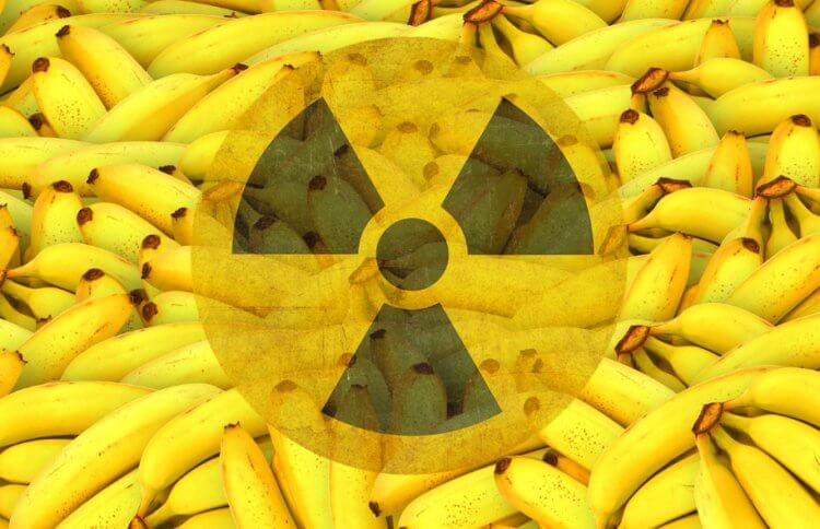 Правда ли, что бананы радиоактивны и опасны для здоровья. Бананы считаются самыми радиоактивными продуктами, но правда ли это? Фото.