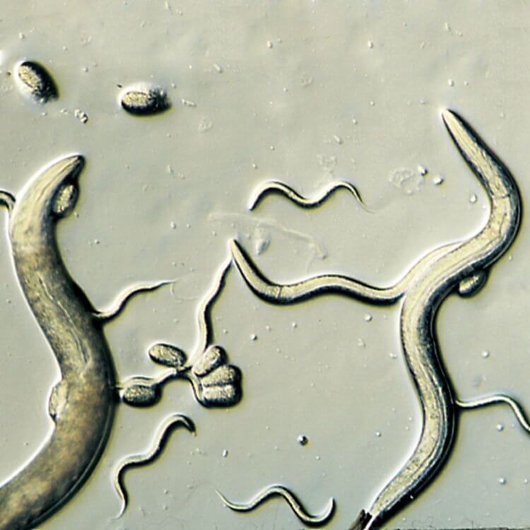 Чем полезно пиво для здоровья. Нематода Caenorhabditis elegans. Фото.