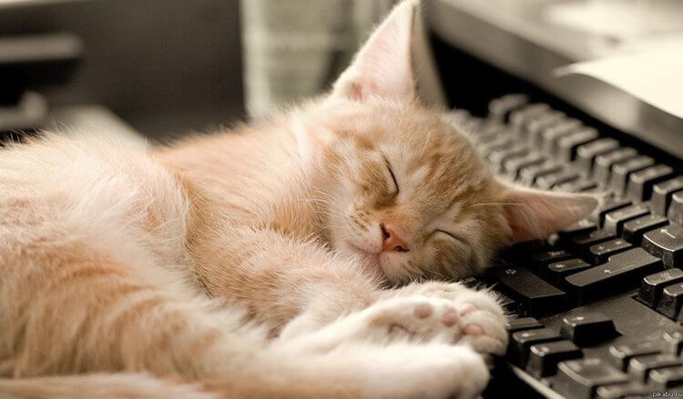 Снятся ли сны кошкам. Ученые в 60-х годах прошлого века выяснили, что котам снятся сны. Фото.