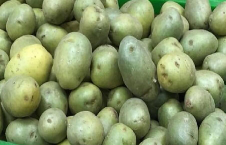 Как картофель появился в России. Зеленый картофель опасен для здоровья. Фото.