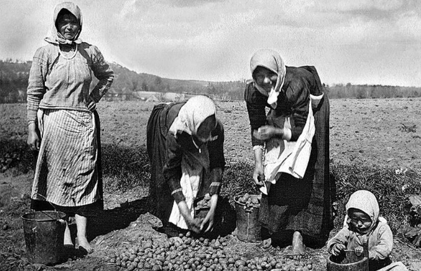 Картофельные бунты в Российской империи. Со временем люди все же полюбили экзотический продукт. Фото.