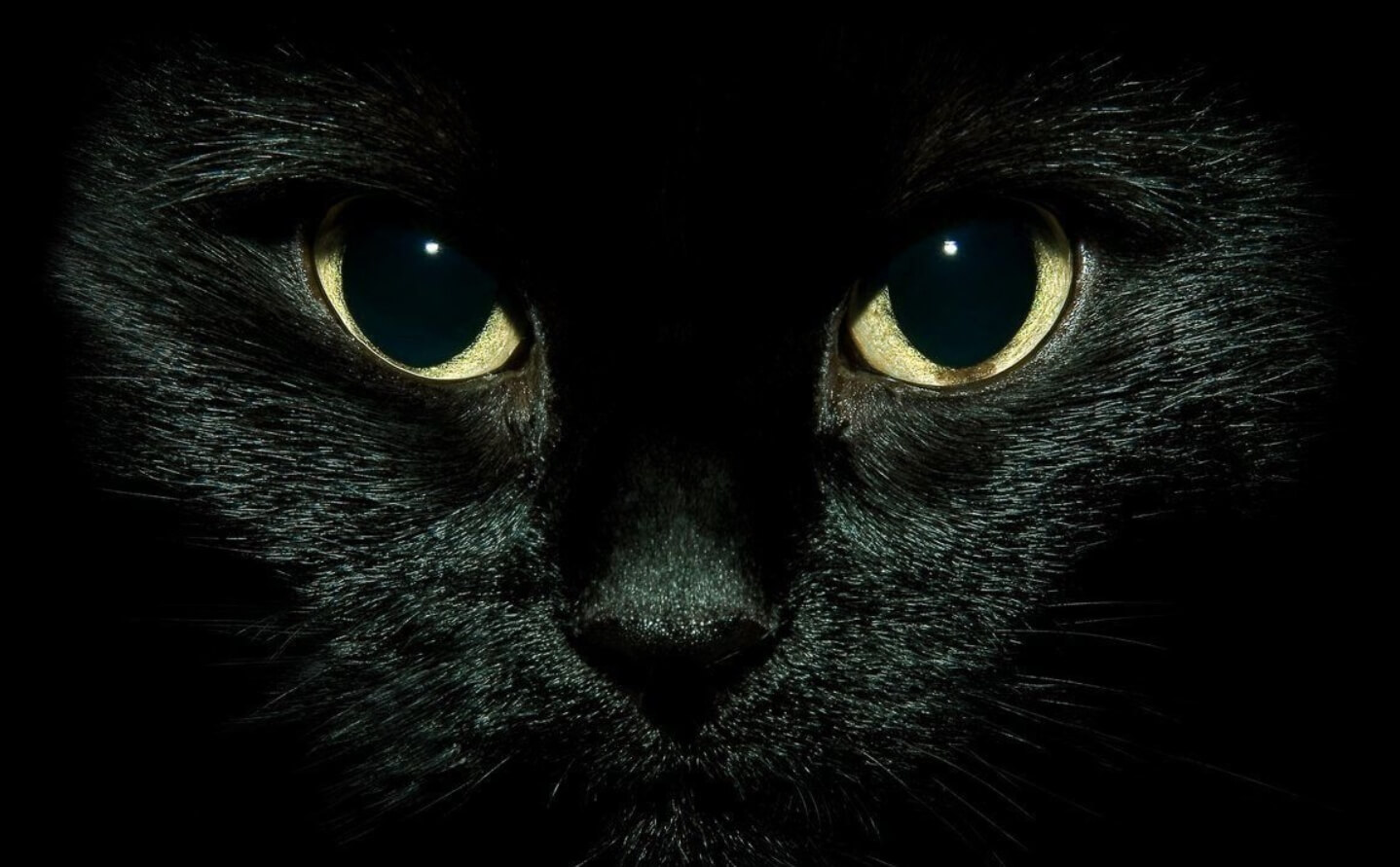 Как видят кошки — охотники на мышей. У кошек отличное ночное зрение. Фото.