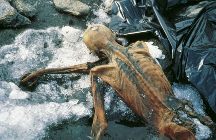 От чего погиб ледяной человек Эци. В таком положении находилась мумия Эци, когда ее обнаружили туристы в Альпах. Фото.