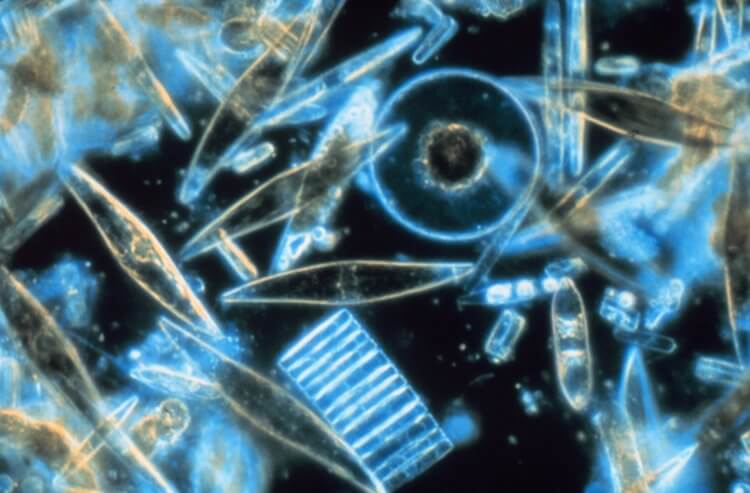 Что такое фитопланктон. Фитопланктоном называются одноклеточные водоросли, которая способна осуществлять фотосинтез. Фото.