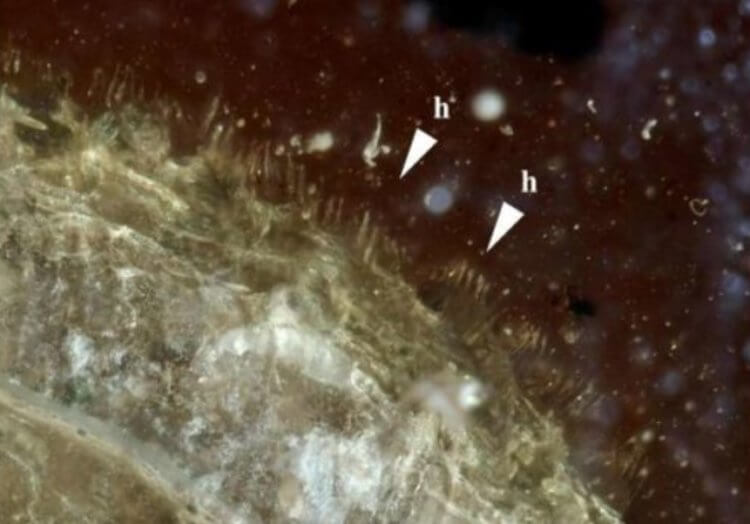 Новое открытие в области палеонтологии. На этом снимке можно заметить крошечные волоски улитки. Фото.