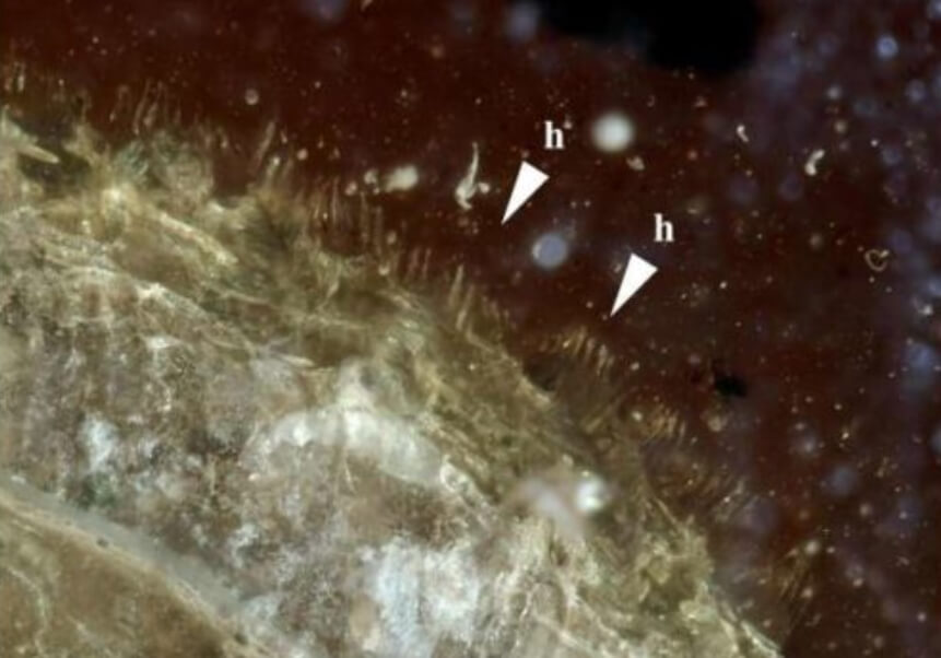 Ученые открыли древнюю улитку, которая была покрыта шерстью