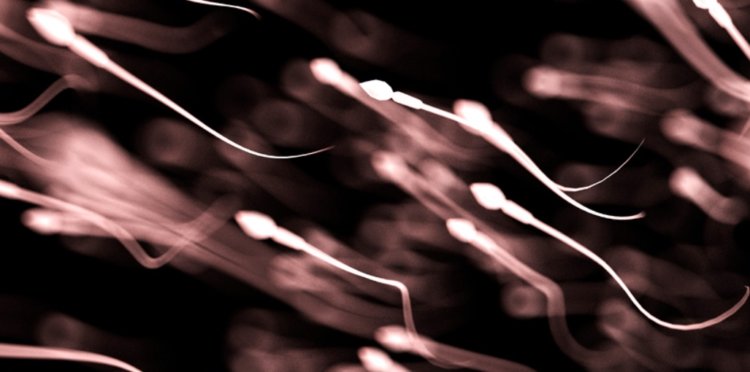 Бесплодность у мужчин может стать массовой. За почти полвека качество спермы мужчин упало в два раза. Фото.