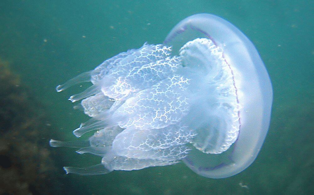 Какими были древние медузы. G. aspera является предком современных медуз. Фото.