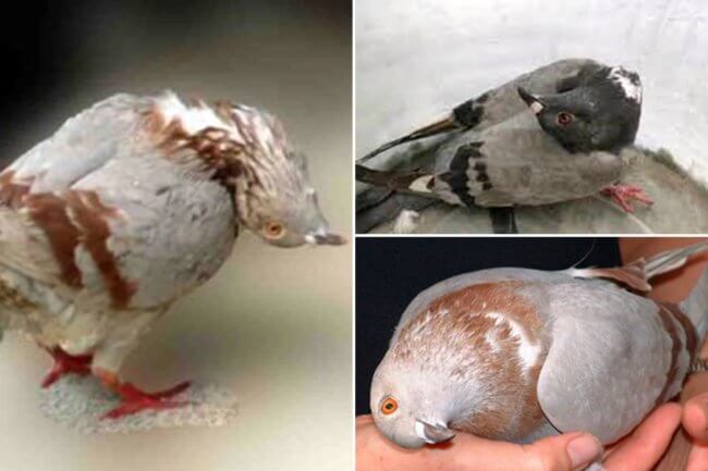 В Англии обнаружили новый вирус, превращающий голубей в «зомби»