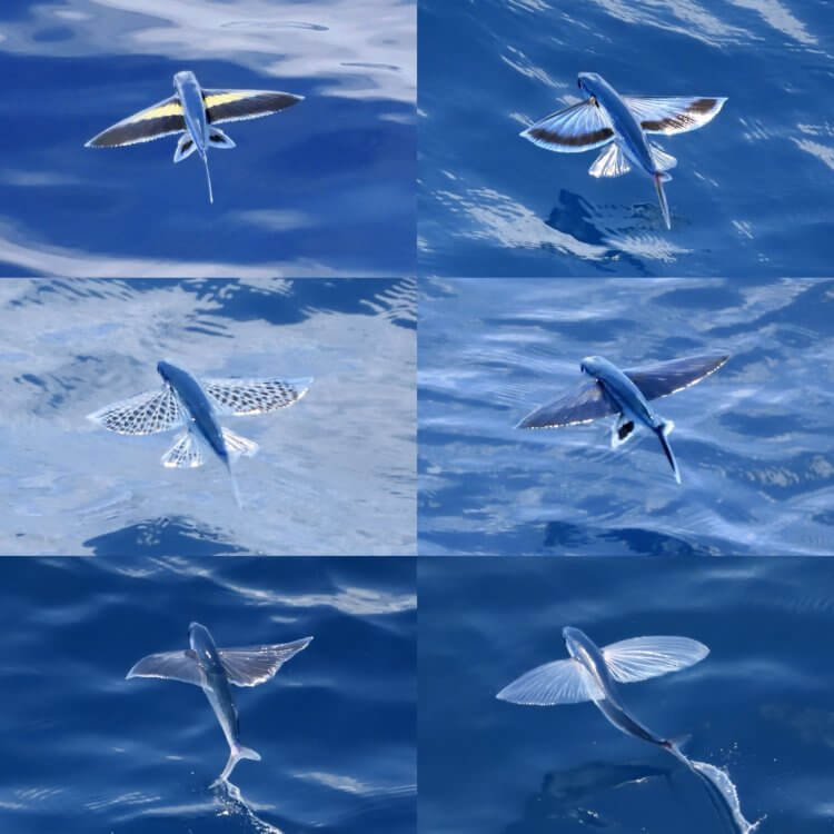 Поиск новых видов животных. Замеченные учеными летучие рыбы. Фото.