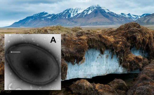 Ученые оживили древний вирус, найденный во льдах Якутии. Фото.