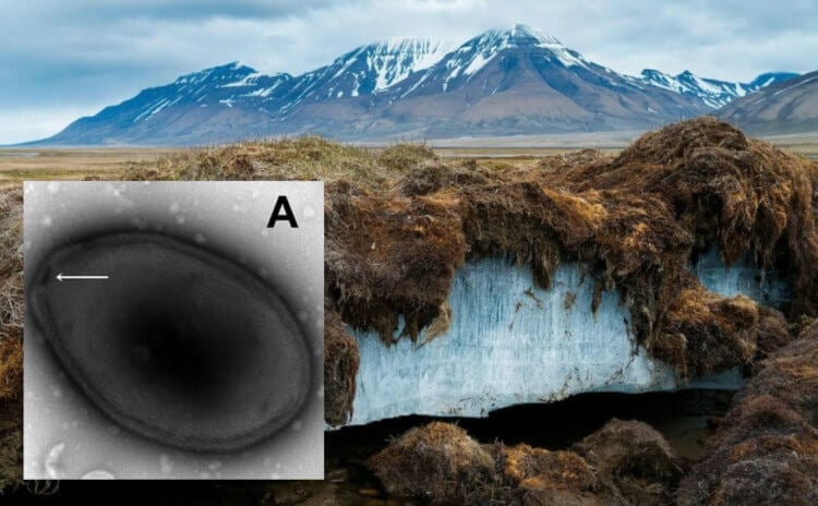Ученые оживили древний вирус, найденный во льдах Якутии. В Якутии найден древний вирус, который ожил после разморозки. Фото.