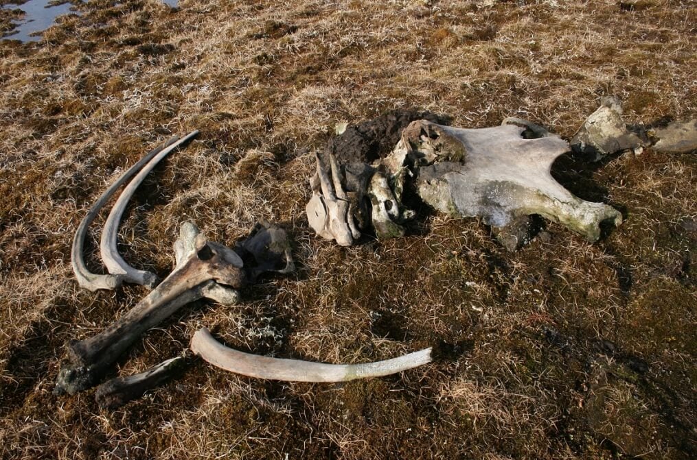 Какой будет следующая пандемия. Кости мамонта найденные в Якутии. Фото.