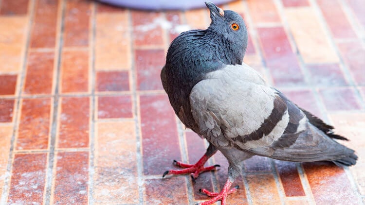 В Англии обнаружили новый вирус, превращающий голубей в «зомби». в Британии произошла вспышка парамиксовируса, который превратил голубей в зомби: птицы с искривленными шеями ходят кругами. Фото.