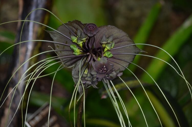 Такка Шантрье — китайский мышецвет. Еще одно фото китайского мышецвета. Фото.