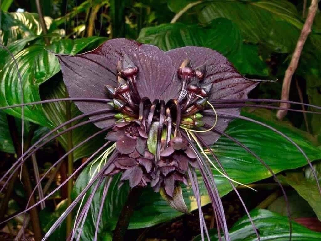Такка Шантрье — китайский мышецвет. Растение Такка Шантрье действительно выглядит устрашающе, не так ли? Фото.
