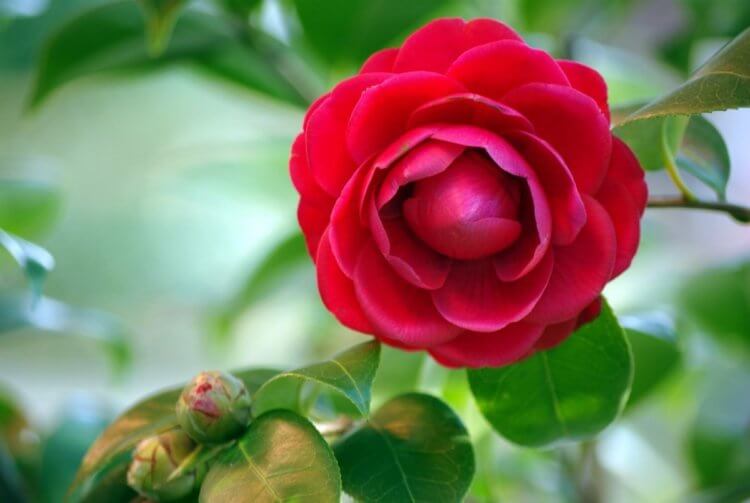 Миддлемист красный — самый редкий цветок в мире. Еще одна фотография редкого миддлемиста красного. Фото.