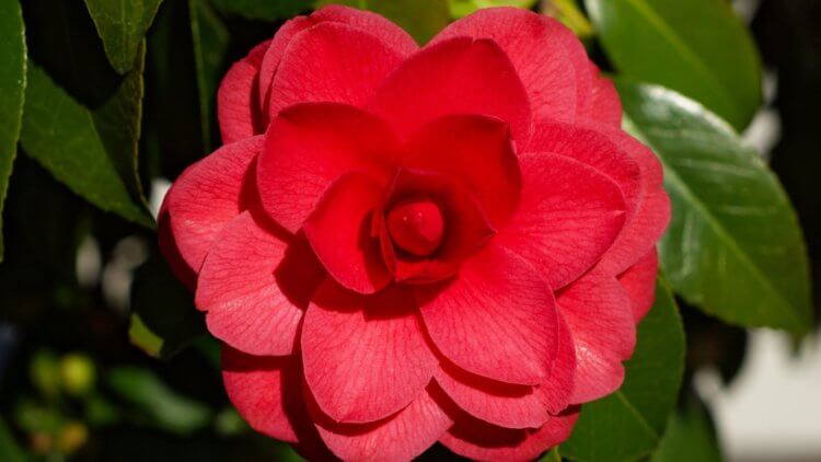 Миддлемист красный — самый редкий цветок в мире. Удивительно, что такая красота существует только в двух экземплярах. Фото.