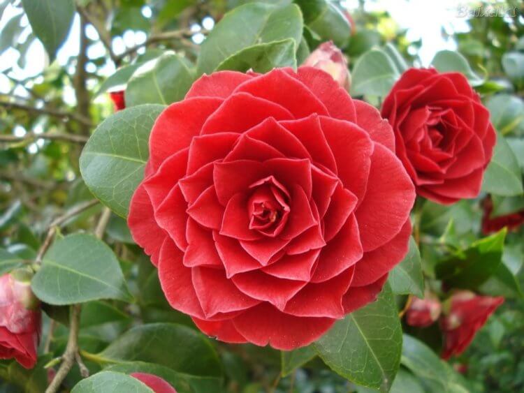 Миддлемист красный — самый редкий цветок в мире. Красивейшие цветы миддлемиста красного. Фото.