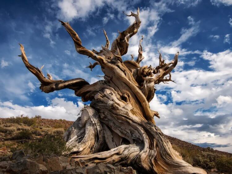 Сосна Мафусаил — самое старое дерево в мире. Самое старое дерево в мире, сосна Мафусаил. Фото.