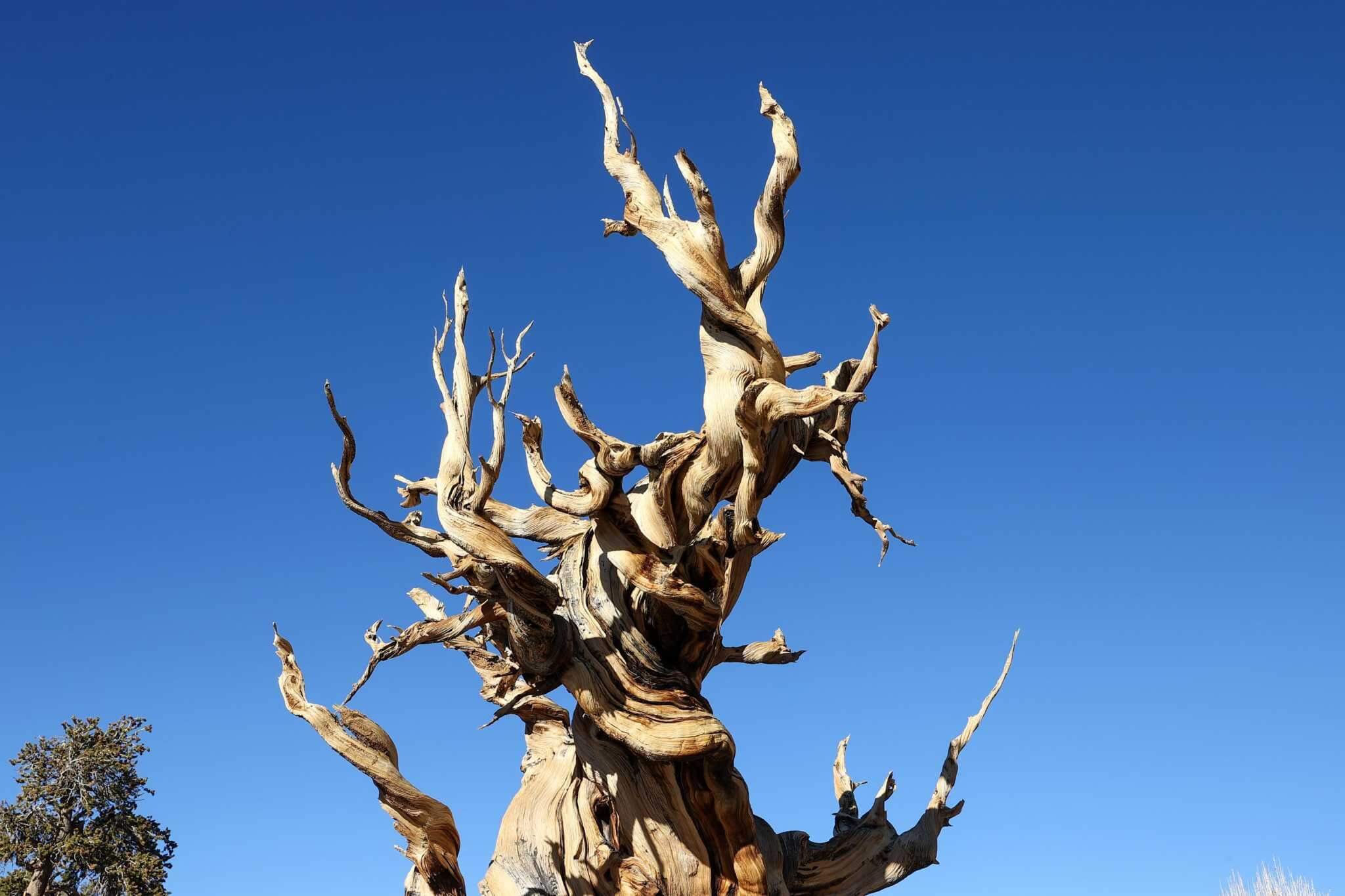 Сосна Мафусаил — самое старое дерево в мире. Верхушка древнего дерева. Фото.