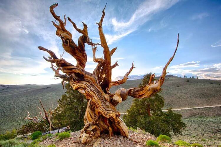 Сосна Мафусаил — самое старое дерево в мире. Сосна Мафусаил днем. Фото.