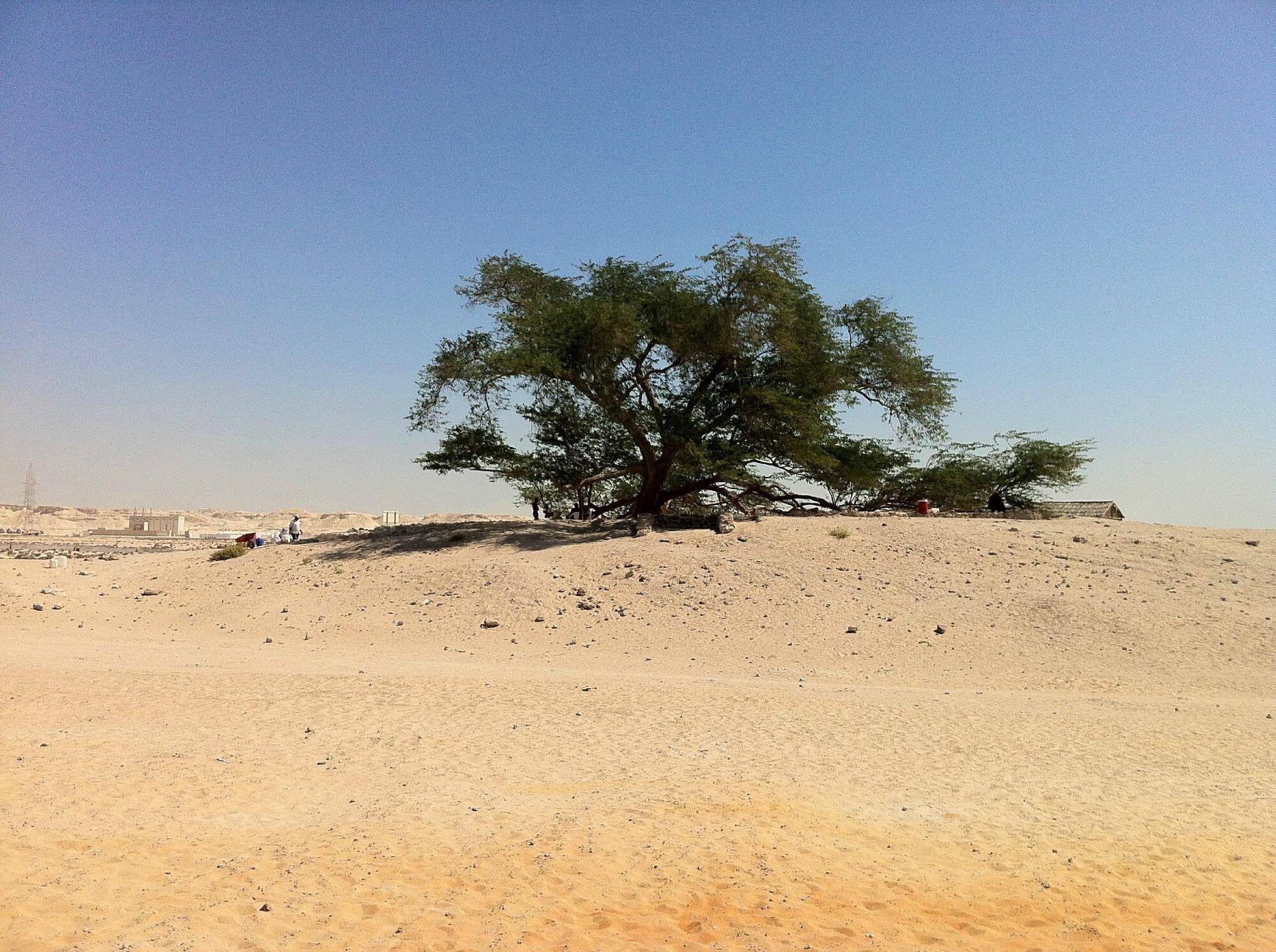 Древо жизни в Бахрейне — самое одинокое дерево. Ученые до сих пор не знают, откуда древо жизни берет воду. Фото.