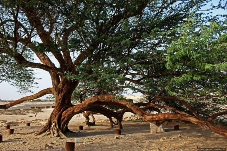 Древо жизни в Бахрейне — самое одинокое дерево. Подножье древа жизни. Фото.